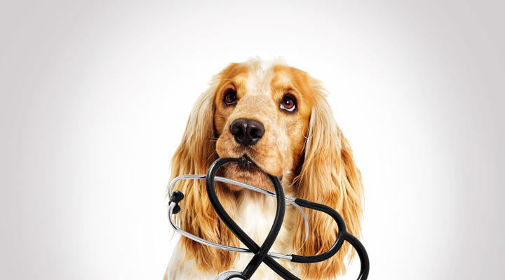 Hundekrankenversicherung Hundekrankenversicherung
