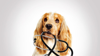 Hund mit Stethoskop