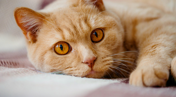 Katzenkrankenversicherung Katzenkrankenversicherung