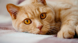 Katze
