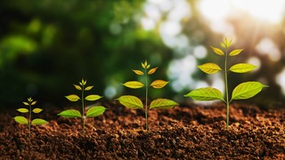 Young plant growing concept idea and sunlight green background