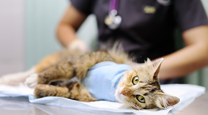 Katzenoperationsversicherung Katzenoperationsversicherung