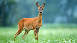 Reh auf Wiese