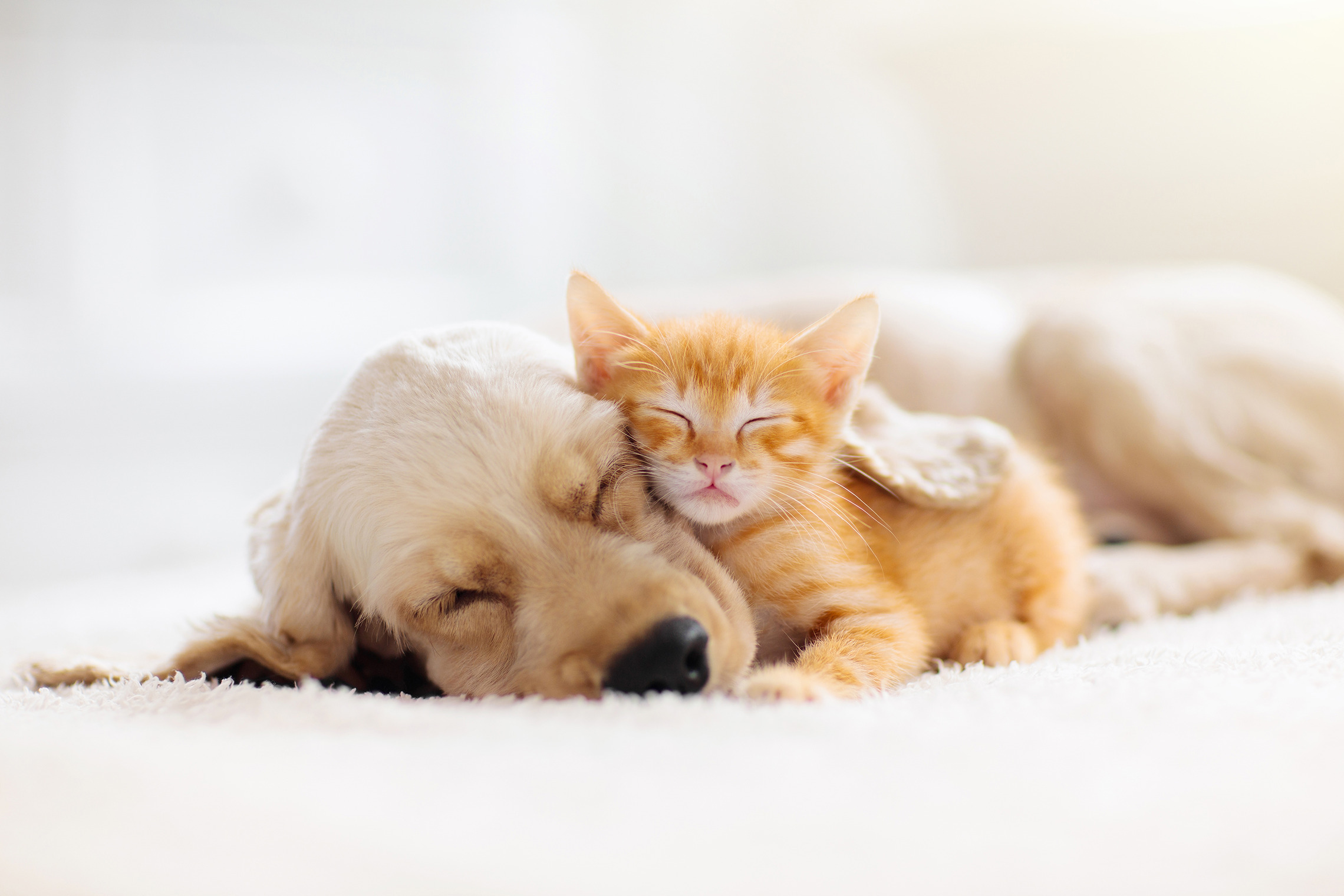 Hund, Katze, Maus